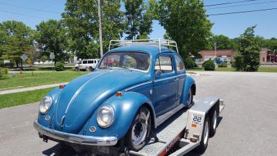 Beetle After Fire